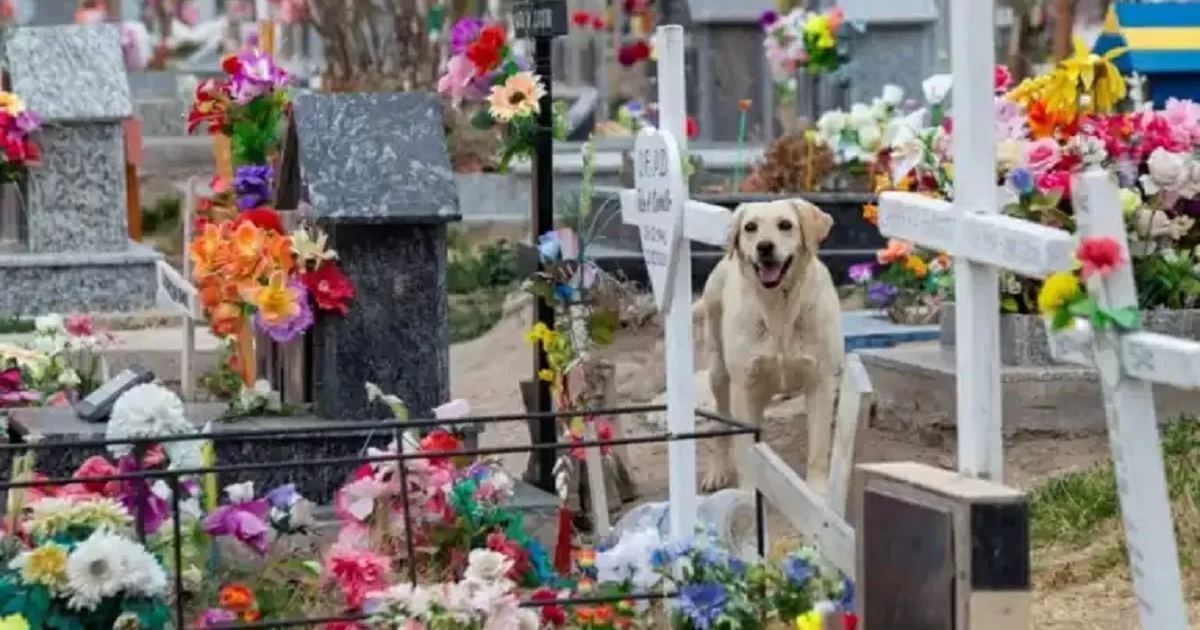 cane al cimitero